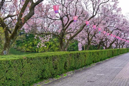 高岡古城公園　春の枡形濠・三の丸濠