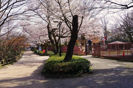 高岡古城公園　春の動物園前