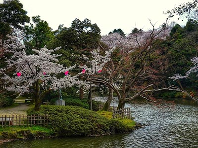 高岡古城公園　春の中の島
