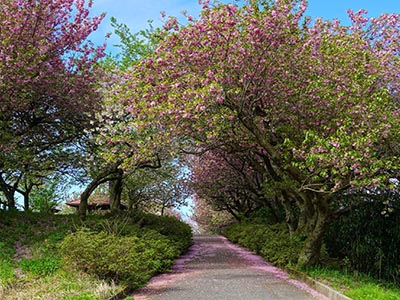 二上山　城山の遊歩道